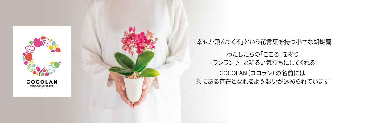 COCOLAN SHOP | 大和ハウス工業のオリジナルミニ胡蝶蘭「COCOLAN