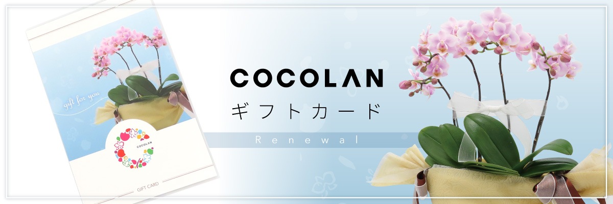 COCOLAN SHOP | 大和ハウス工業のオリジナルミニ胡蝶蘭「COCOLAN